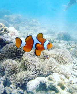 Scuba Diving